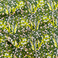Harmony Eventide Floral Fabric – Premium Cotton by the Yard – MIDSUMMER Collection by Sharon Holland – Art Gallery Fabrics